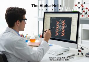 3D model of an alpha-helix protein structure in a biochemistry lab.