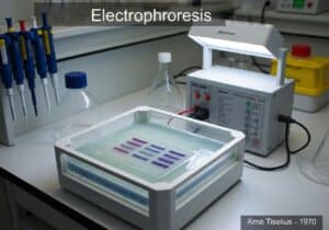 Laboratory gel electrophoresis apparatus separating DNA samples by size.