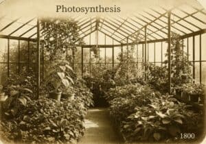 Greenhouse showcasing plants undergoing photosynthesis in a vintage setting.