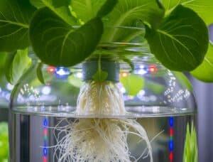 Vertical farming Vertical farming