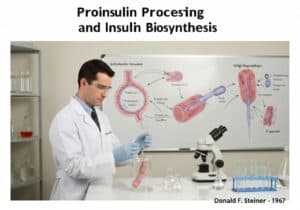 Researcher studying proinsulin processing in a laboratory for cell biology applications.
