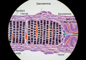 Fisiologia