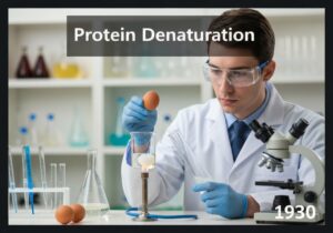 Biochemist demonstrating protein denaturation in a laboratory setting.