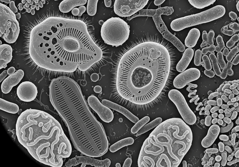 Microscopic Diversity in Crisis